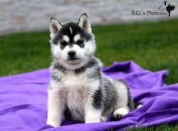 Akc Purebred Siberian Husky Puppies (xxx) xxx-xxx0