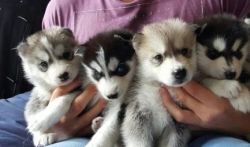 wonderfull husky puppies for adoption for Xmas