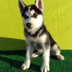 Siberian Husky Puppy For Sale,