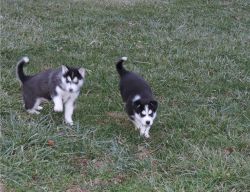 Two Beautifull Husky Puppies Left For Adoption