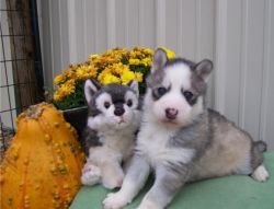 Husky Puppies for Adoption