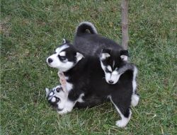 siberian husky pups for adoption