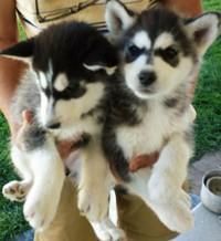 Two lovely Siberian Husky puppies for adoption