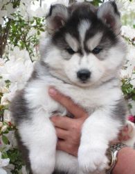 Merry X-Mas cute siberian Husky puppies