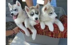 Merry X-mass Siberian Husky Puppies(xxx)xxx-xxxx