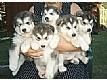 Adorable and cute Husky puppies for Adoption