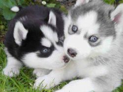 Sweet Gorgeous Blue Eyes Siberian Husky Puppies