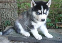 Two Husky Puppies For Re-homing