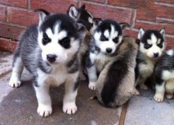 Sweet Husky Puppies At (xxx) xxx-xxx7