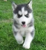 Quality Siberians Husky Puppies(xxx) xxx-xxx4