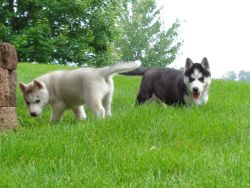 Siberian Husky Puppies At(xxx) xxx-xxx4