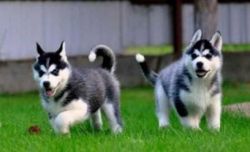 2 Siberian Husky For Adoption(xxx) xxx-xxx4