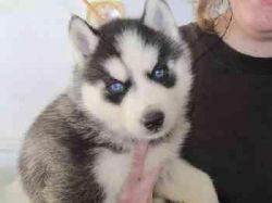 Sweet Siberian Husky Puppies (xxx) xxx-xxx0
