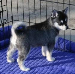 Adorable Male Husky Puppy With Blue Eyes
