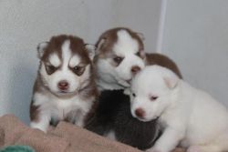 Quality Siberians husky Puppies