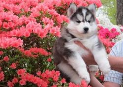 Cute And Lovely X-mas Give Away Husky Puppies