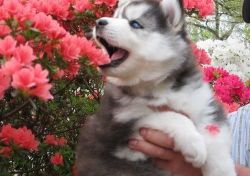 beautiful and lovely X-mas give away husky puppies