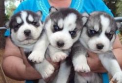 Top Quality Siberian Husky puppies ready