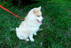 Akc Siberian Husky Pup Available For Adoption