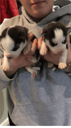 Stunning Kc Reg Husky Pups For Sale