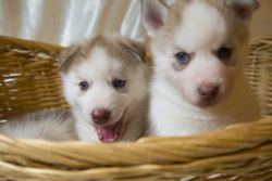 Stunning Siberian Husky Puppies