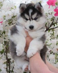 Great Siberian husky puppies for adoption