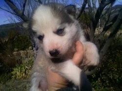 husky/timberwolf pups