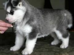 Out Standing Siberian Husky Puppies