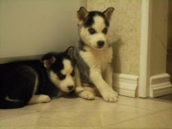 Husky Puppies Available For Sale (xxx) xxx-xxx2
