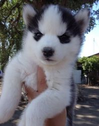 Akc Registered Siberian Husky Puppies Ready Now