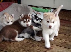 3 adorable Siberian Huskies for sale