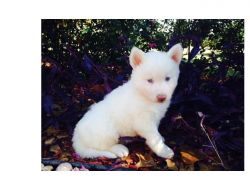 Siberian Husky Pupies For Free :(xxx) xxx-xxx5