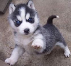 Blue eye siberian husky puppies available