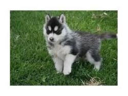 Akc Blue Eye Siberian Husky For Adoption.