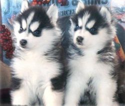 male and female Blue eyes Siberian Husky puppies
