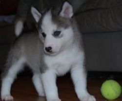 Siberian Husky Female And Male Puppies For Sale