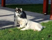 Black & White Siberian Husky Pups (xxx) xxx-xxx8