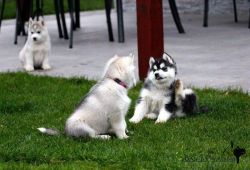 Akc Purebred Siberian Husky Puppies (xxx) xxx-xxx8