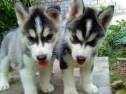 Husky puppies for adoption