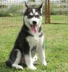 Siberian Husky Wooly Coat Puppy Dog-blue Eyes