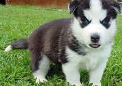 Cute and Adorable siberian husky Puppies Adoption