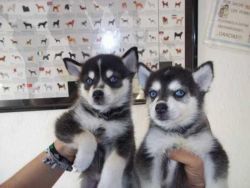 Registered Blue Eyes Siberian Husky Puppies!