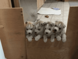 Wonderful Husky Puppies For Free Adoption.
