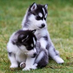 Blue eyes Siberian Husky Puppies Ready