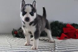 Blue Eyes Siberian Husky Pups(xxx) xxx-xxx0