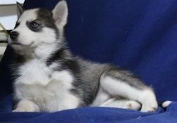 Axle Akc Siberian Husky Puppies For Sale
