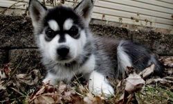 Terry/hold Siberian Husky puppies for sale