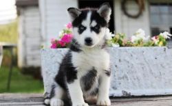 Gorgeous Siberian Husky Puppies (xxx) xxx-xxx0