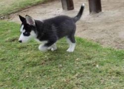 Blue Eyes Siberian Husky Puppies For Sale Now $500