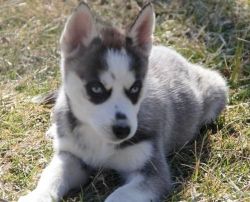 Blue Eyes.10 Weeks Old. Male/female Siberian Husky